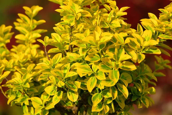 It is a very decorative shrub. it delights its yellow-green leaves throughout the year.