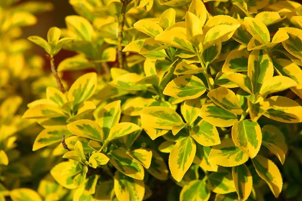 It is a very decorative shrub. it delights its yellow-green leaves throughout the year.