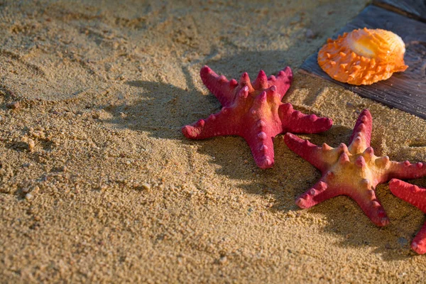 Several Starfish Frozen Sandy Beach Sunny Coast Sea Beach — Stock Photo, Image