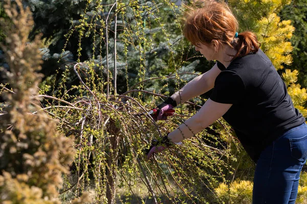 Thick Weeping Willow Crown Spring Pruning Branches Red Haired Girl — Stock Photo, Image