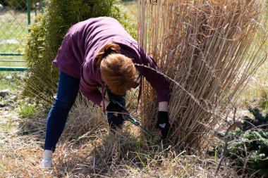 Middle-aged red-haired girl. Recreational land. Spring cleaning in the garden. Dry decorative grass. clipart