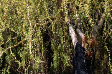 Ağlayan kalın söğüt tacı. Bahar dallarının budanması. Kızıl saçlı kız, budama makası ile söğüt ağacında çalışıyor..