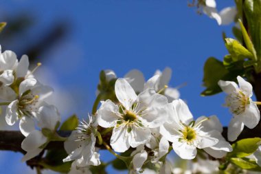 Sarı quart polenleri ile kaplanmış beyaz erik çiçekleri arıları bekliyor..