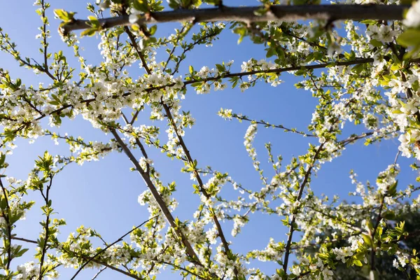 Weiße Pflaumenblütenblätter Mit Staubgefäßen Die Mit Gelben Quartpollen Bedeckt Sind — Stockfoto