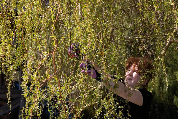 Thick Weeping Willow Crown Spring Pruning Branches Red Haired Girl — Stock Photo, Image