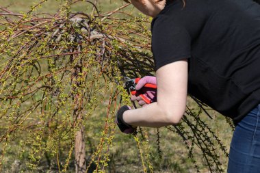 Ağlayan kalın söğüt tacı. Bahar dallarının budanması. Kızıl saçlı kız, budama makası ile söğüt ağacında çalışıyor..
