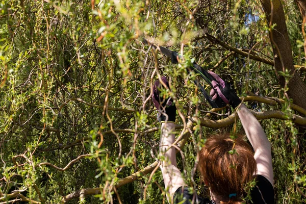 Hand Saw Cutting Thick Branches Tree Red Haired Woman Works — Stock Photo, Image