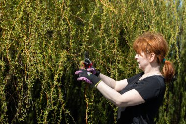 Ağlayan kalın söğüt tacı. Bahar dallarının budanması. Kızıl saçlı kız, budama makası ile söğüt ağacında çalışıyor..