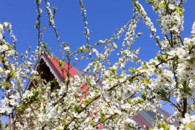 Meyve ağacında beyaz çiçekler. Renkli düz çarşaf çatı. Bahar sabahı.