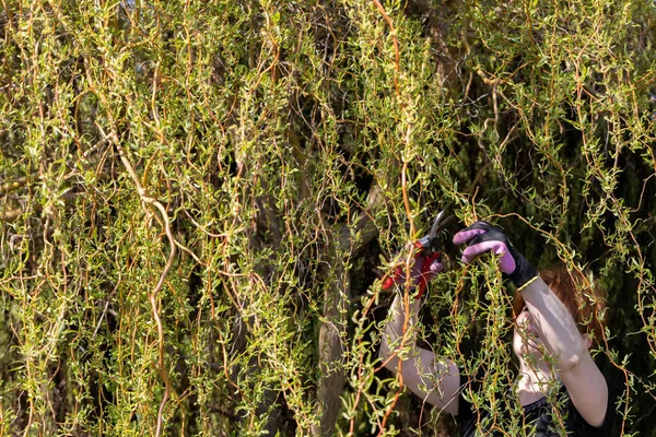 Thick Weeping Willow Crown Spring Pruning Branches Red Haired Girl — Stock Photo, Image