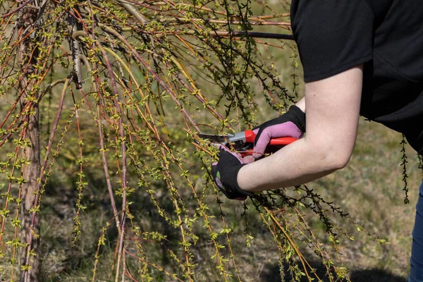 Thick Weeping Willow Crown Spring Pruning Branches Red Haired Girl — Stock Photo, Image