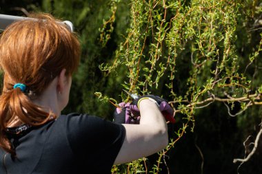 Ağlayan kalın söğüt tacı. Bahar dallarının budanması. Kızıl saçlı kız, budama makası ile söğüt ağacında çalışıyor..