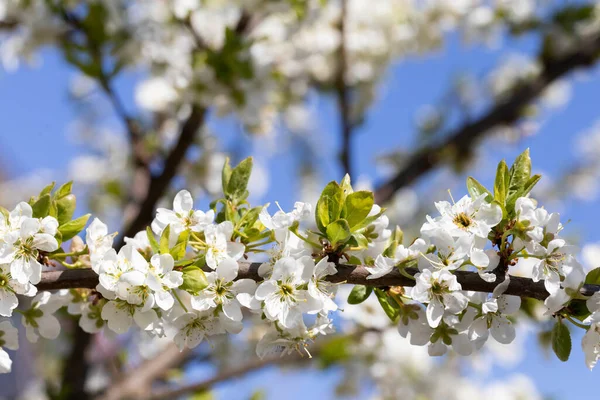 Sarı quart polenleri ile kaplanmış beyaz erik çiçekleri arıları bekliyor..