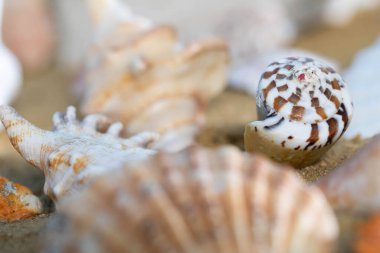 Salyangoz kireçtaşı kabukları. Terk edilmiş mermiler sahilde yatıyor. Kumsalın kumlu kıyısı.