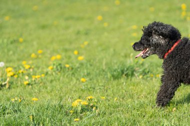 Siyah kaniş köpeği. Öğleden sonra güneşinde parlayan yeşil bir çayır. Koşan köpek. Kabarık saçlı..