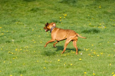 Big light brown bitch. Purebred breeding dog. Runs over the green link on a spring sunny afternoon.
