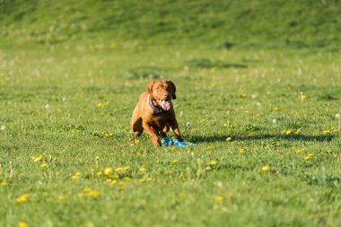 The bitch is lying on the green grass ready to run and perform the next command during training.