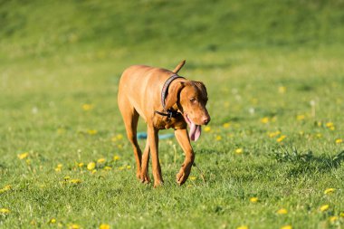 Big light brown bitch. Purebred breeding dog. Runs over the green link on a spring sunny afternoon.
