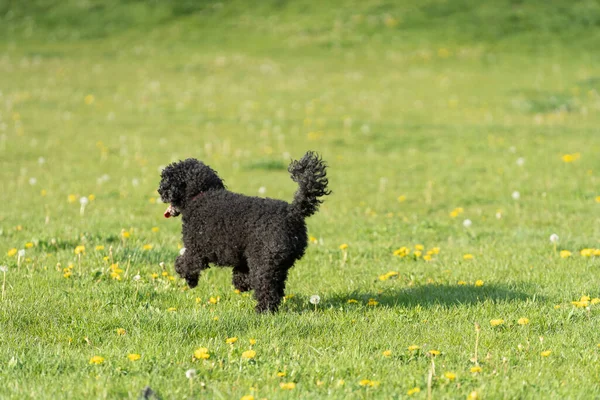 Schwarzer Pudelhund Eine Grüne Wiese Beleuchtet Der Nachmittagssonne Laufhund Zotteliges — Stockfoto