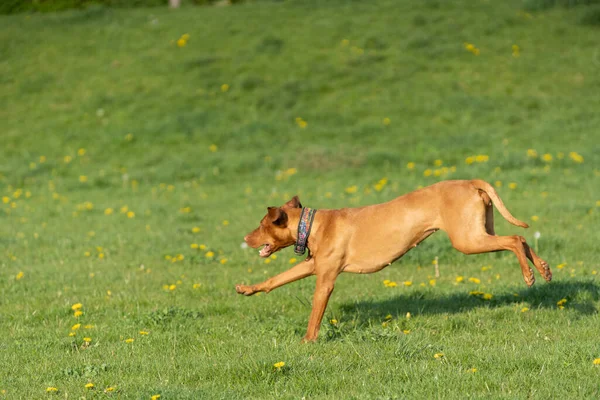 Big Light Brown Bitch Purebred Breeding Dog Runs Green Link — Stock fotografie