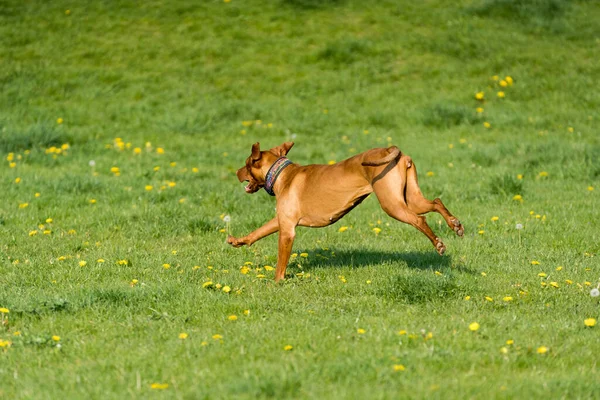 Big Light Brown Bitch Purebred Breeding Dog Runs Green Link — ストック写真