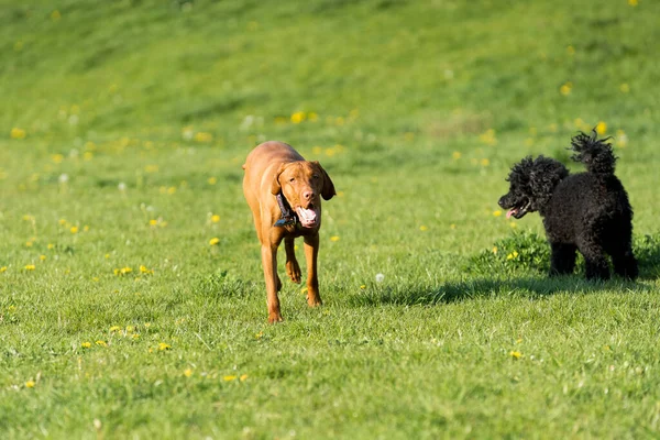 Dos Perros Amistosos Juegan Prado Verde Durante Una Caminata Por —  Fotos de Stock
