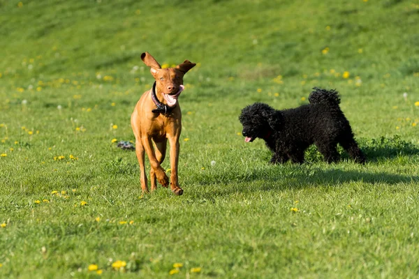 Dos Perros Amistosos Juegan Prado Verde Durante Una Caminata Por —  Fotos de Stock