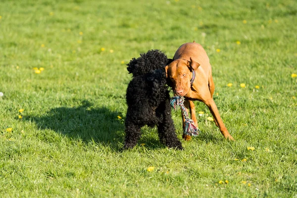 Δύο Φιλικά Σκυλιά Παίζουν Ένα Πράσινο Λιβάδι Κατά Διάρκεια Μιας — Φωτογραφία Αρχείου