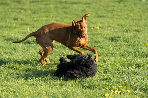 Dos Perros Amistosos Juegan Prado Verde Durante Una Caminata Por —  Fotos de Stock