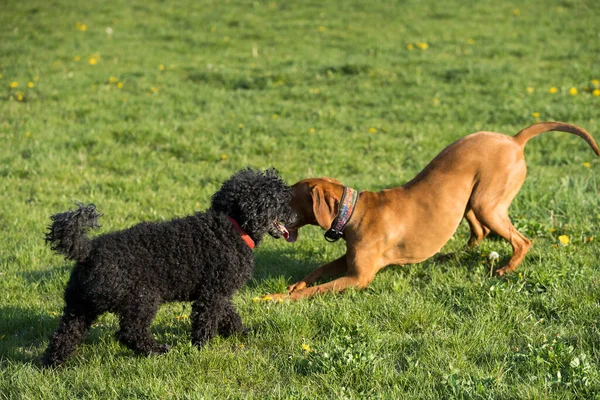 Dost Canlısı Köpek Akşam Yürüyüşü Sırasında Yeşil Bir Çayırda Oynuyorlar — Stok fotoğraf