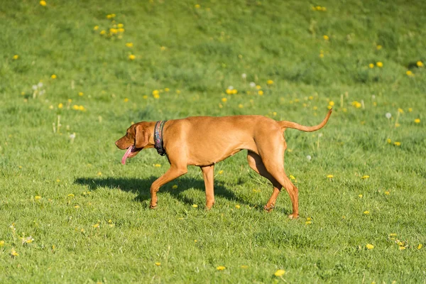 Big Light Brown Bitch Purebred Breeding Dog Runs Green Link — 스톡 사진