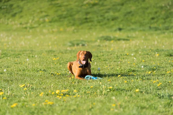 Bitch Lying Green Grass Ready Run Perform Next Command Training — 스톡 사진