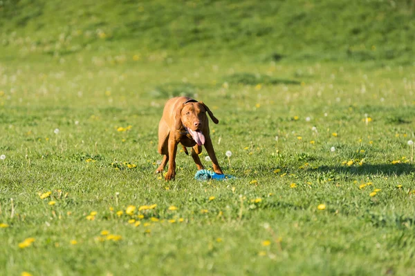 Bitch Lying Green Grass Ready Run Perform Next Command Training — 스톡 사진