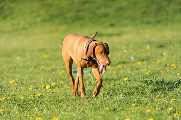 Велика Світло Коричнева Сука Чистий Розмножувальний Собака Пробігає Через Зелене — стокове фото