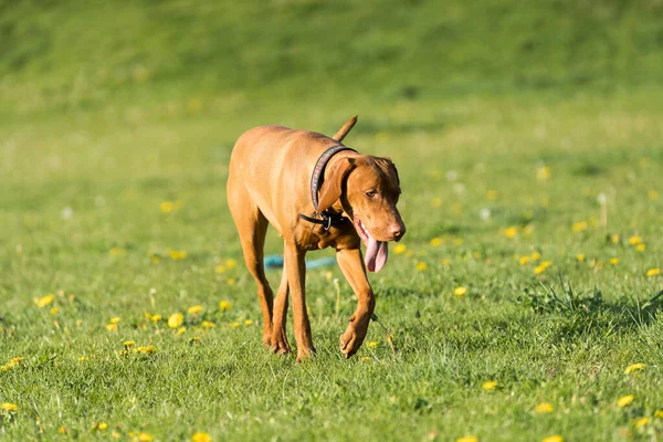 Big Light Brown Bitch Purebred Breeding Dog Runs Green Link — Stok fotoğraf