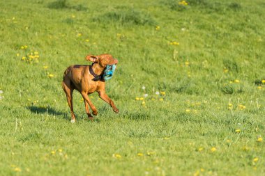 Öğleden sonra güneşinde, bir Macar dişi işaretçi,.