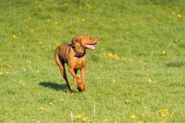 Big light brown bitch. Purebred breeding dog. Runs over the green link on a spring sunny afternoon.