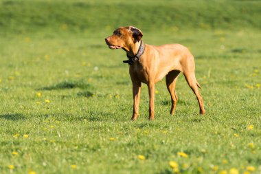 A large bitch with a light brown coat is standing far in the green meadow and is waiting for the next command to be issued.