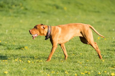 Big light brown bitch. Purebred breeding dog. Runs over the green link on a spring sunny afternoon.
