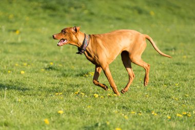 Big light brown bitch. Purebred breeding dog. Runs over the green link on a spring sunny afternoon.