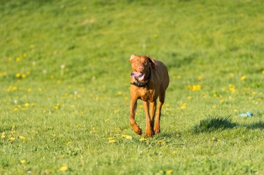 Öğleden sonra güneşinde, bir Macar dişi işaretçi,.