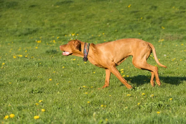 Big Light Brown Bitch Purebred Breeding Dog Runs Green Link — Stock Fotó