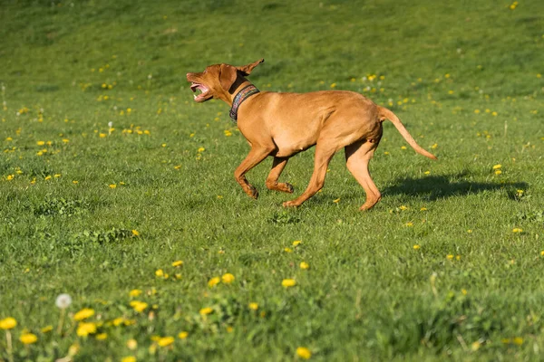 Big Light Brown Bitch Purebred Breeding Dog Runs Green Link — Stock fotografie