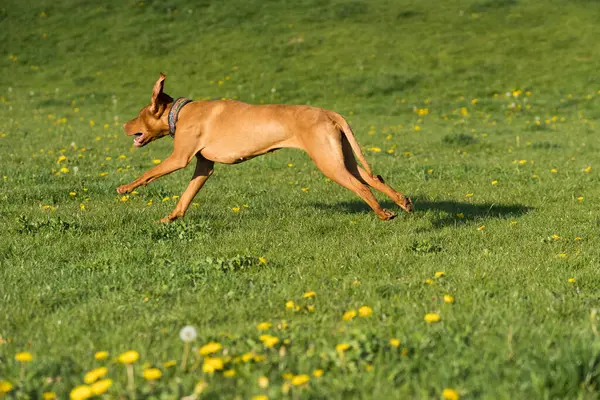 Big Light Brown Bitch Purebred Breeding Dog Runs Green Link — Photo