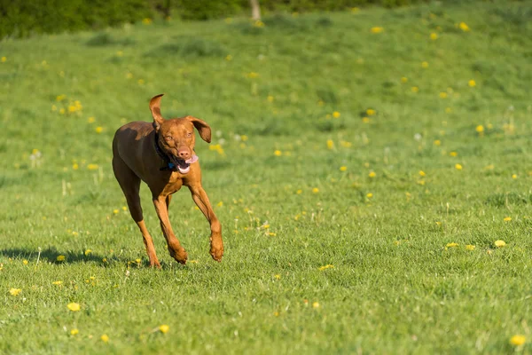Big Light Brown Bitch Purebred Breeding Dog Runs Green Link — Stock fotografie
