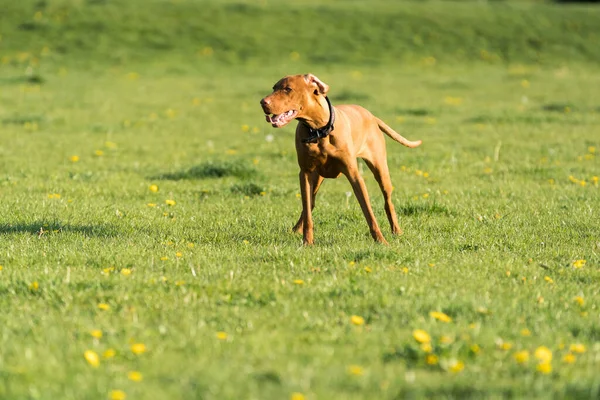 Large Bitch Light Brown Coat Standing Far Green Meadow Waiting — Stok fotoğraf