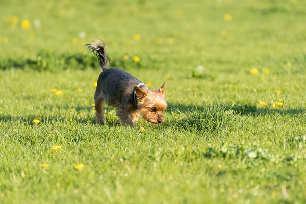 纯正的约克犬站在绿色的草地上 漂亮的小狗 不是头发 而是头发 — 图库照片