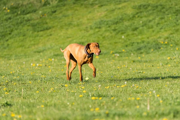 Big Light Brown Bitch Purebred Breeding Dog Runs Green Link — 图库照片#