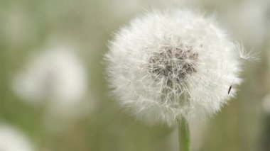 Büyük oranda Karahindiba - tohum döneminde çiçek açtıktan sonra popüler bir bitki. Tohumlu beyaz tüyler. Makro merceğe yerleştirin. Tohumlarını yayma aşamasındaki bitkilerle dolu bir çayır. Bir sonraki nesil doğdu..