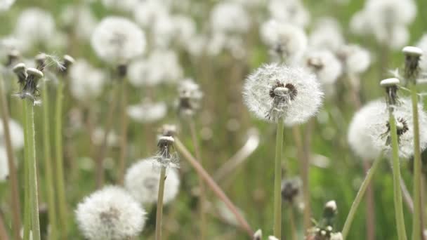 蒲公英 种子期开花后流行的植物 白色的羽衣和种子 一片长满植物的草地正处在播种的阶段 下一代出生了 — 图库视频影像